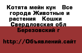 Котята мейн кун - Все города Животные и растения » Кошки   . Свердловская обл.,Березовский г.